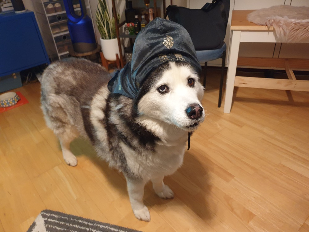 스노우